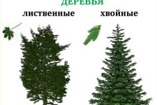 Хвойные и лиственные растения: Различия, особенности и взаимодействие с окружающей средой