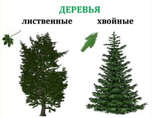 Хвойные и лиственные растения: Различия, особенности и взаимодействие с окружающей средой